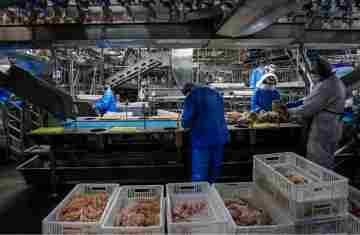 Paraná retira carnes de aves cozidas da ST e aumenta competitividade do setor